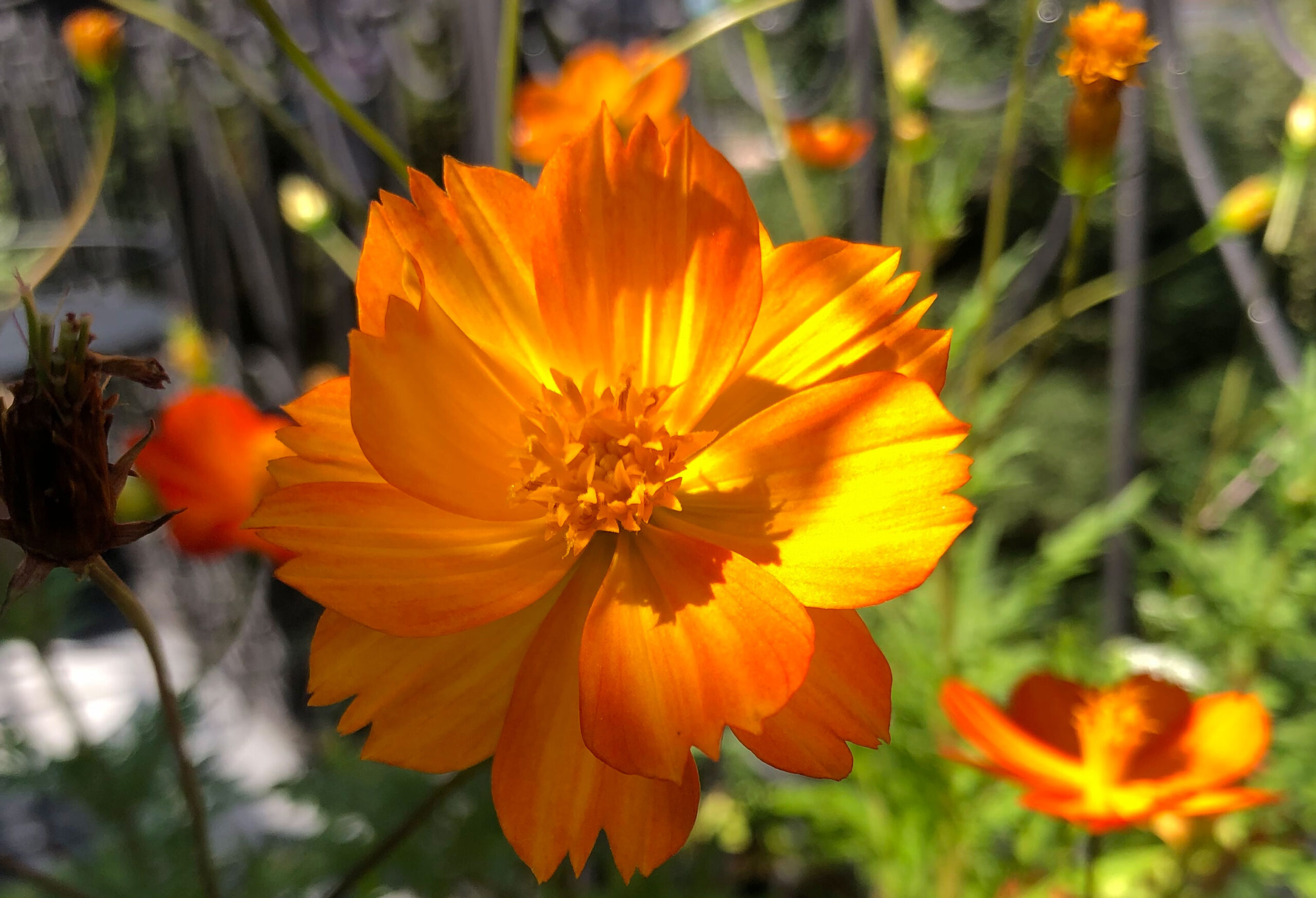 Cosmea-orange_IMG_9305 Atem ist Leben. Und Verbindung mit der Natur.