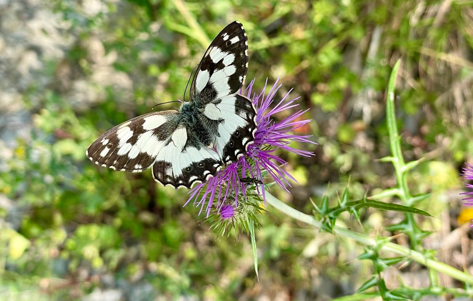 Schmetterling querformat